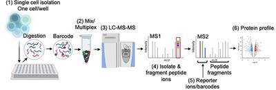 Emerging insights and challenges for understanding T cell function through the proteome